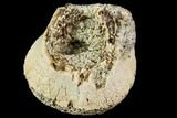 Partial Fossil Reptile/Dinosaur Vertebrae - Judith River Formation #106826-1